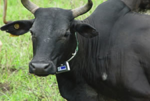 cattle