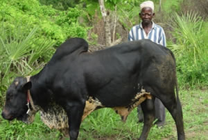 cattle